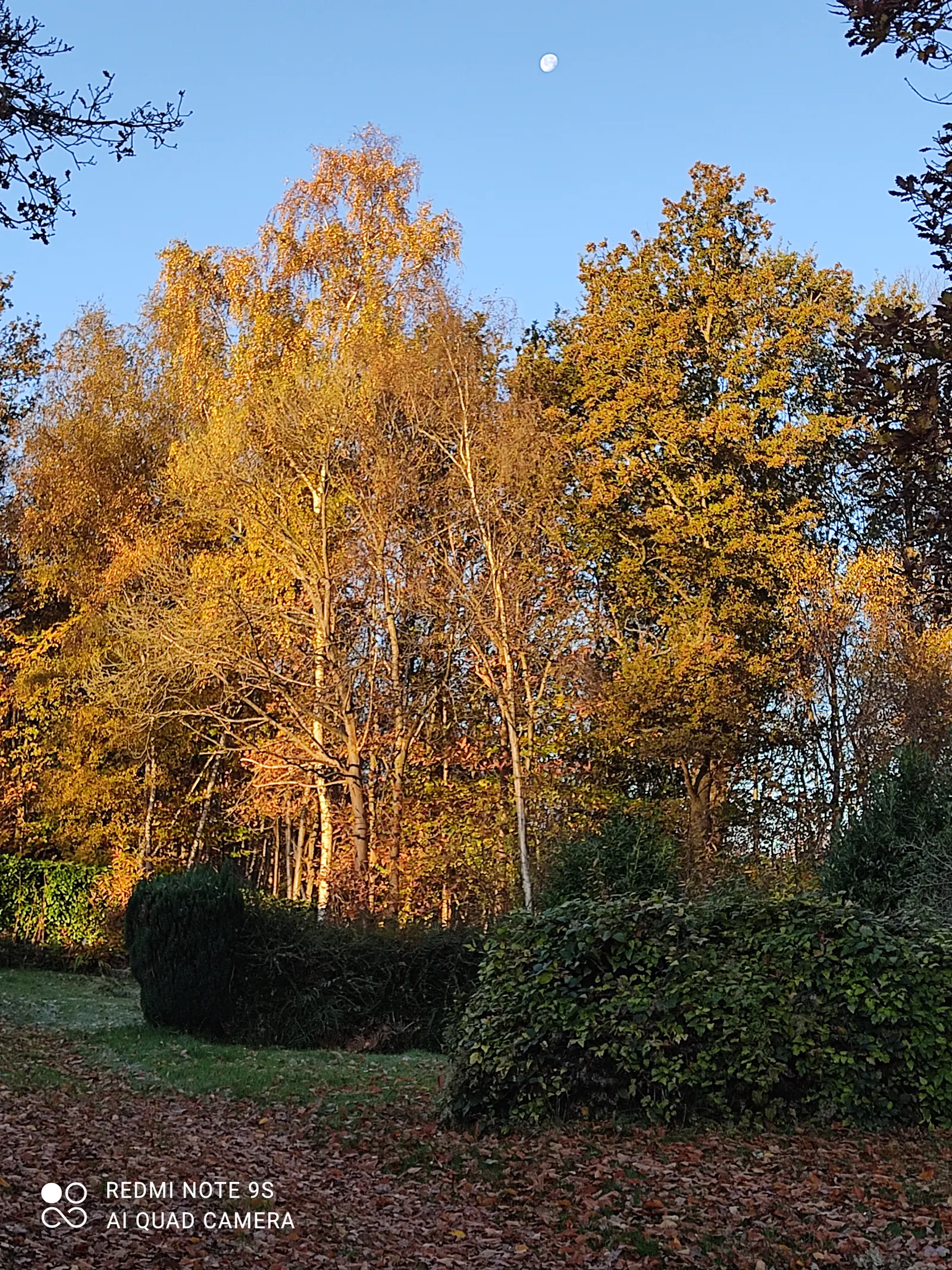 Les arbres de la forêt qui borde le camping